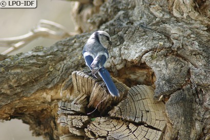 Mésange azurée