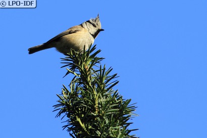 Mésange huppée