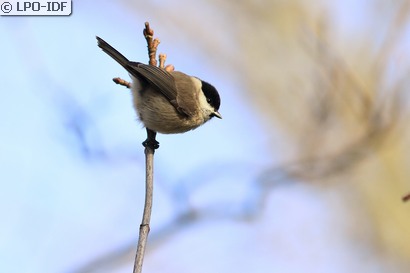 Mésange nonnette