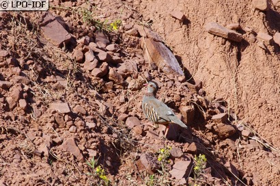 Perdrix gambra