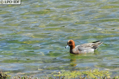 Canard siffleur