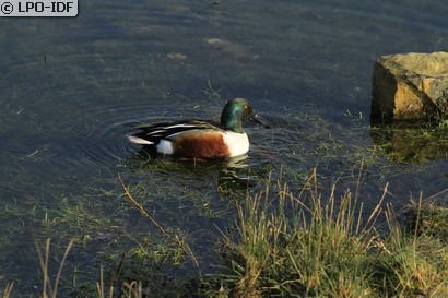 Canard souchet