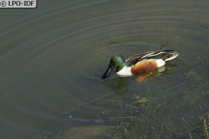 Canard souchet