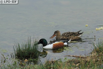 Canard souchet