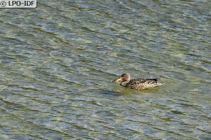 Canard souchet