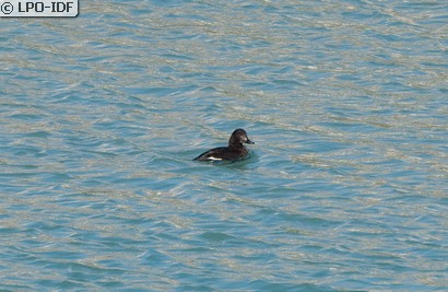 Macreuse brune