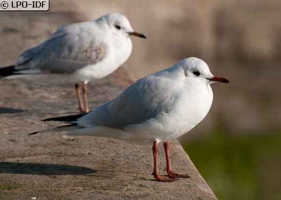 Mouette rieuse