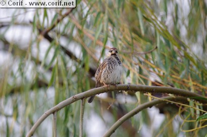 Moineau espagnol