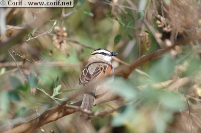 Tchagra à tête noire