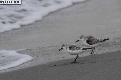 Bécasseau sanderling