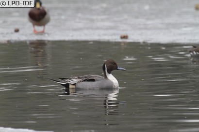Canard pilet