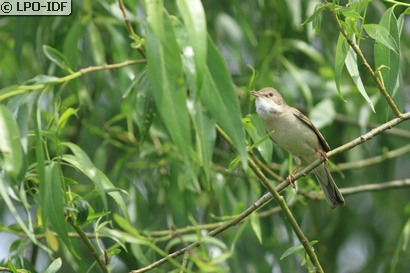 Fauvette grisette