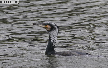 Grand Cormoran