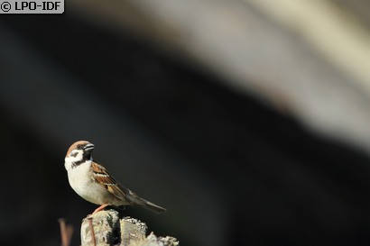 Moineau friquet