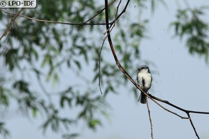 Mésange azurée