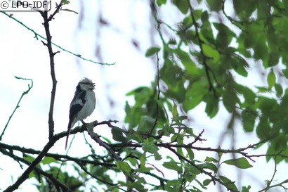 Mésange azurée