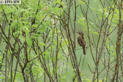 Phragmite aquatique