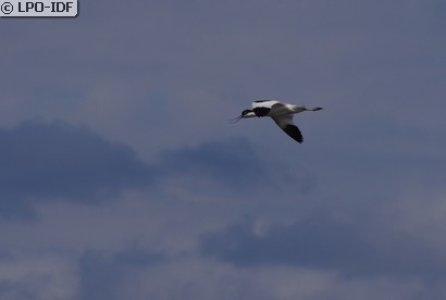 Avocette élégante