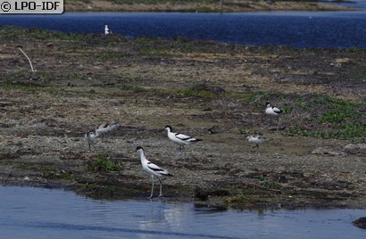 Avocette élégante