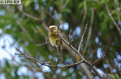 Bruant jaune