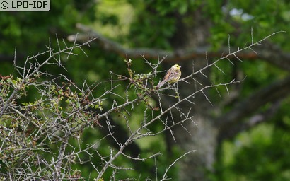 Bruant jaune