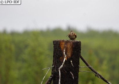 Bécasse des bois