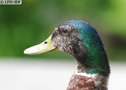 Canard colvert