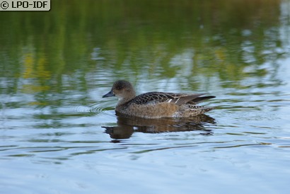 Canard siffleur