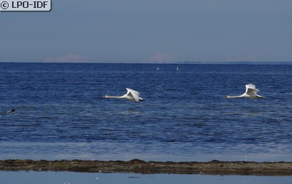 Cygne tuberculé