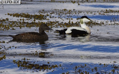 Eider à duvet