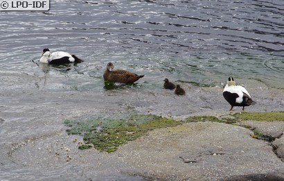 Eider à duvet