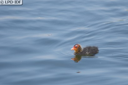 Foulque macroule