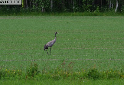 Grue cendrée