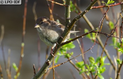 Moineau domestique