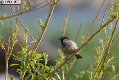 Moineau domestique