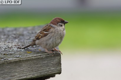 Moineau friquet