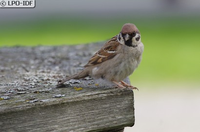Moineau friquet