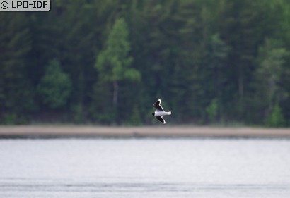 Mouette pygmée