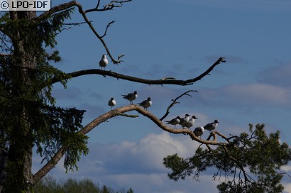 Mouette rieuse