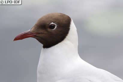 Mouette rieuse