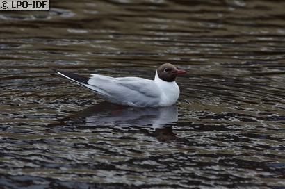 Mouette rieuse