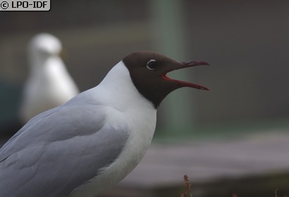Mouette rieuse