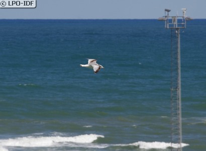 Mouette tridactyle