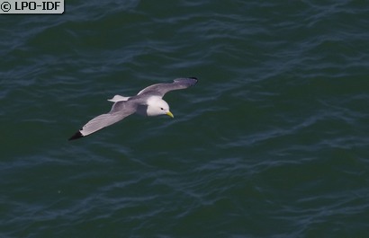 Mouette tridactyle
