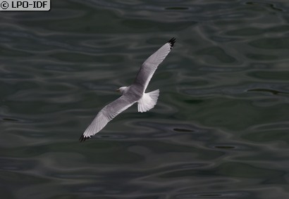 Mouette tridactyle