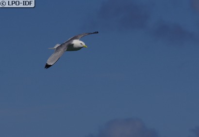 Mouette tridactyle