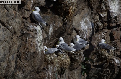 Mouette tridactyle