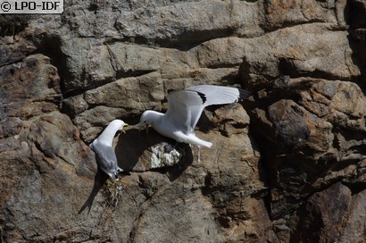 Mouette tridactyle