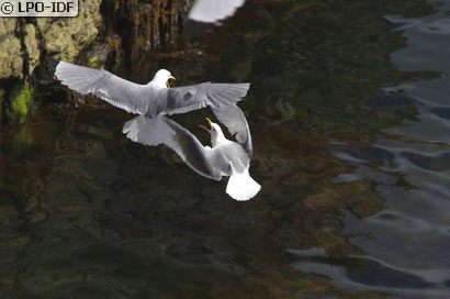 Mouette tridactyle