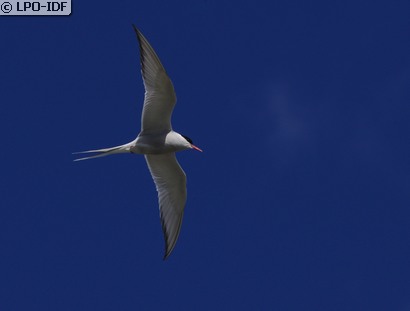 Sterne arctique